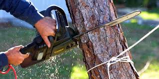 Best Hazardous Tree Removal  in Troy, AL