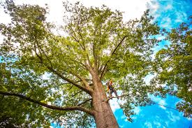 Best Stump Grinding and Removal  in Troy, AL