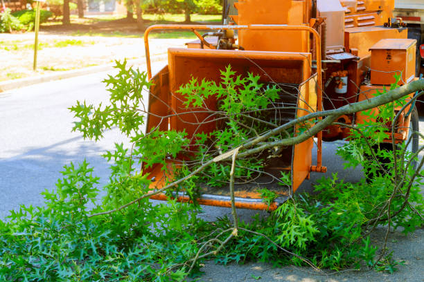 Trusted Troy, AL Tree Services Experts