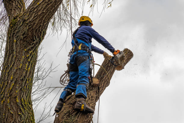 Best Seasonal Cleanup (Spring/Fall)  in Troy, AL