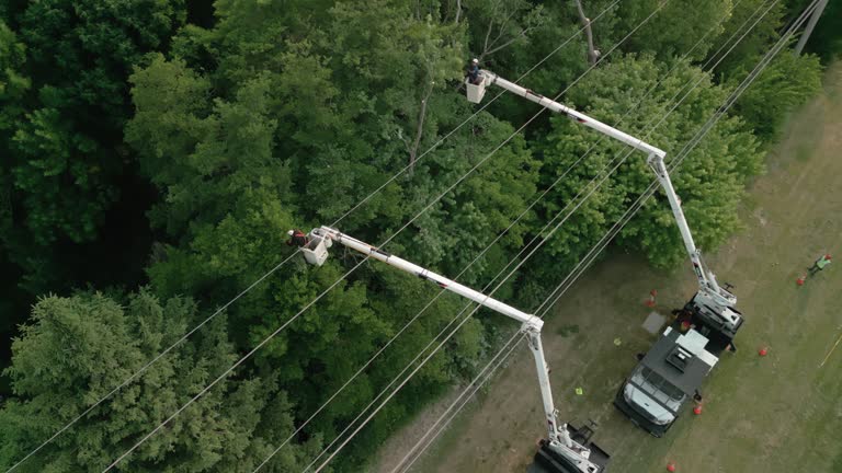 Best Utility Line Clearance  in Troy, AL